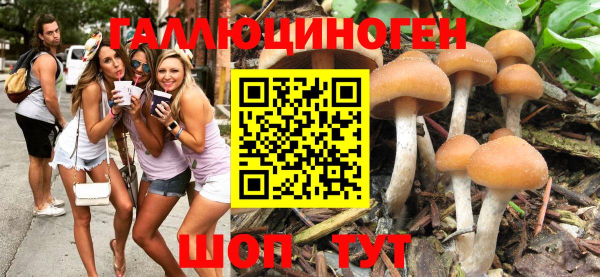 Псилоцибиновые грибы Psilocybe  что такое   Спасск-Дальний  Вход с VPN  Псилоцибиновые грибы GOLDEN TEACHER 
